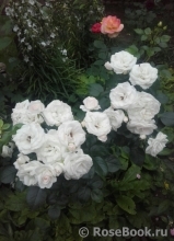 Aspirin Rose Aspirin Rose