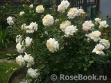 Crocus Rose® Crocus Rose®