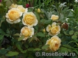 Crown Princess Margareta® Crown Princess Margareta®