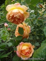 Lady of Shalott Lady of Shalott