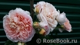 Abraham Darby Abraham Darby