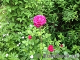 William Shakespeare ® William Shakespeare ®