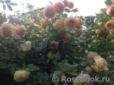 Crown Princess Margareta® Crown Princess Margareta®