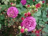 Heidi Klum Rose Heidi Klum Rose