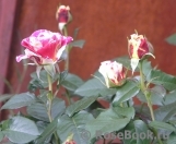 Vanille Fraise ® Vanille Fraise ®