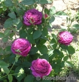 Heidi Klum Rose Heidi Klum Rose