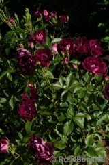 Burgundy Ice Burgundy Ice
