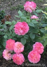 Augusta Luise Augusta Luise