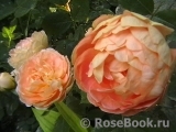 Lady of Shalott Lady of Shalott