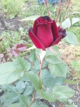 Black Baccara