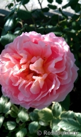 Abraham Darby Abraham Darby