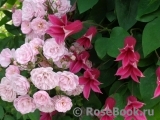 Heavenly Pink Heavenly Pink