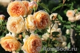 Crown Princess Margareta® Crown Princess Margareta®
