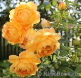 Golden Celebration® Golden Celebration®