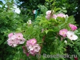Apple Blossom Apple Blossom