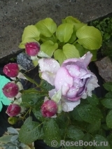 Novalis Novalis