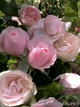 Hans Gonewein Rose Hans Gonewein Rose