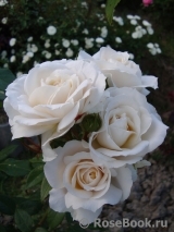Lions Rose Lions Rose