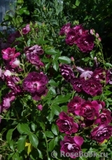 Burgundy Ice Burgundy Ice