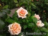 Caron Keating Rose Caron Keating Rose