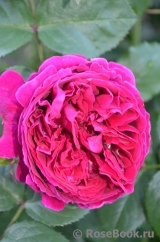 Falstaff® Falstaff®