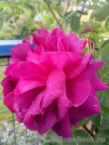 Gloire De Ducher Gloire De Ducher