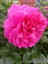 Princess Anne Princess Anne