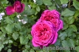 Johann Wolfgang von Goethe Rose® Johann Wolfgang von Goethe Rose®