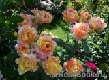 Rose des Cisterciens Rose des Cisterciens