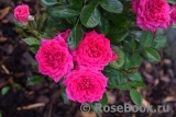 Royal Rose® Royal Rose®