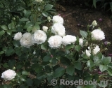 Great North Eastern Rose Great North Eastern Rose