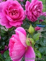 Princess Anne Princess Anne