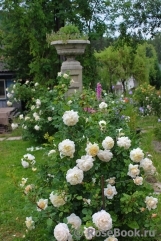 Crocus Rose® Crocus Rose®