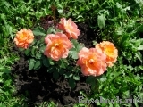 Westerland Westerland