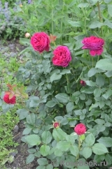 Falstaff® Falstaff®