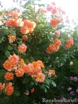 Westerland Westerland