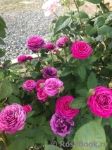 Heidi Klum Rose Heidi Klum Rose