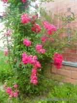Excelsa Excelsa