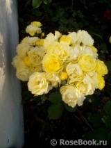 Golden Border Golden Border