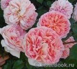 Abraham Darby