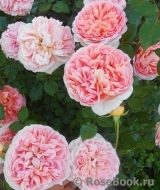 Abraham Darby Abraham Darby