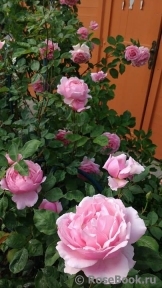 Brother Cadfael Brother Cadfael