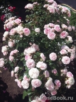 Mariatheresia Mariatheresia