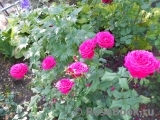 Johann Wolfgang von Goethe Rose® Johann Wolfgang von Goethe Rose®