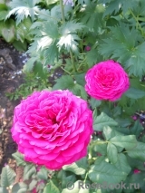 Johann Wolfgang von Goethe Rose® Johann Wolfgang von Goethe Rose®