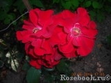 Roter Korsar Roter Korsar