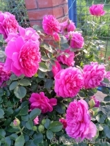 Princess Anne Princess Anne