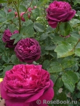 Falstaff® Falstaff®