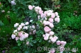 Hans Gonewein Rose Hans Gonewein Rose