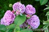 Lavender Ice Lavender Ice